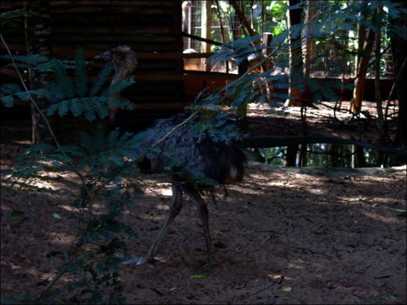 gal/holiday/Brazil 2005 - Foz do Iguacu Birds Sanctuary/Bird_Sanctuary_Iguacu_DSC07141.jpg